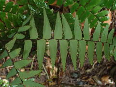 Adiantum latifolium