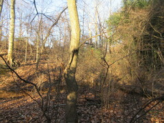 Phellodendron amurense