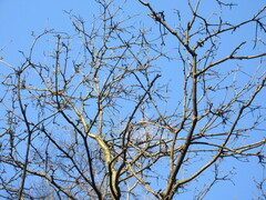 Phellodendron amurense