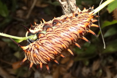 Battus polydamas