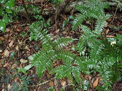 Adiantum latifolium