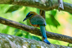 Momotus subrufescens