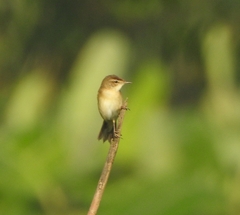 Acrocephalus agricola