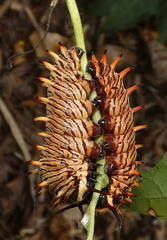Battus polydamas