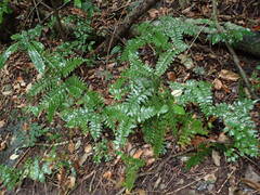 Adiantum latifolium