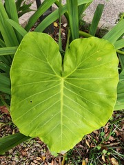 Alocasia odora