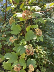 Physocarpus