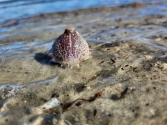 Persephona aquilonaris