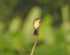 Acrocephalus agricola