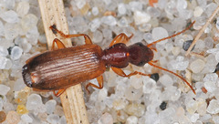 Paradromius linearis