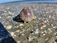 Persephona aquilonaris