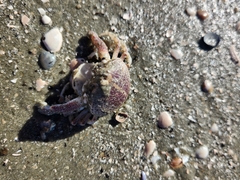 Persephona aquilonaris