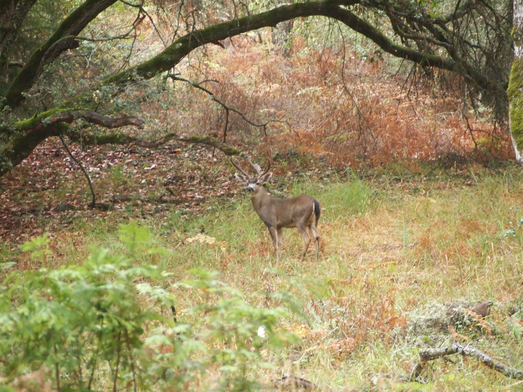 Columbian Black-tailed Deer (Jack London State Park) · iNaturalist