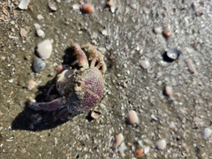 Persephona aquilonaris