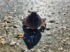 Persephona aquilonaris