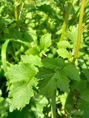 Episyrphus balteatus