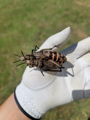 Dictyophorus griseus