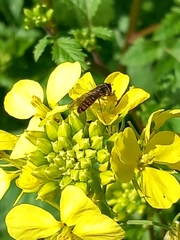 Episyrphus balteatus