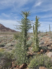 Fouquieria columnaris