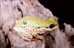 Hyperolius marginatus