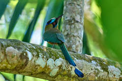 Momotus subrufescens