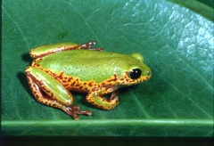 Hyperolius marginatus