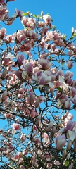 Magnolia × soulangeana