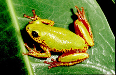 Hyperolius marginatus