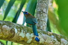 Momotus subrufescens