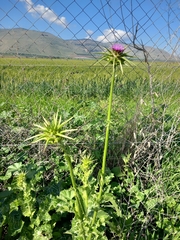Silybum marianum