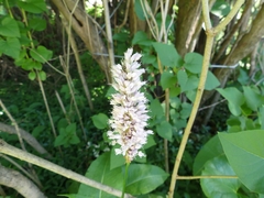 Bistorta officinalis