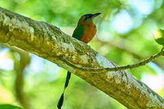 Momotus subrufescens