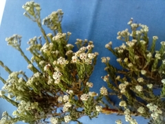 Phylica parviflora