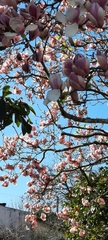 Magnolia × soulangeana