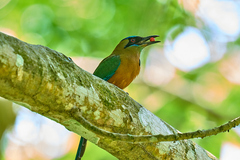 Momotus subrufescens