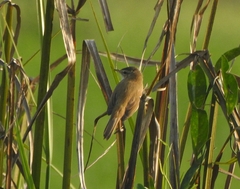 Acrocephalus agricola