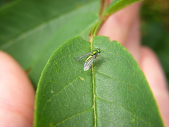 Condylostylus caudatus