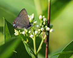 Satyrium calanus