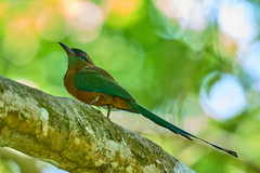 Momotus subrufescens