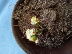 Phylica parviflora