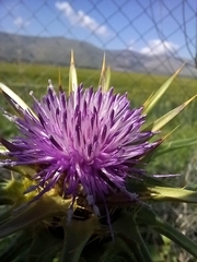Silybum marianum