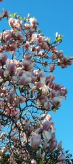 Magnolia × soulangeana