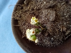 Phylica parviflora