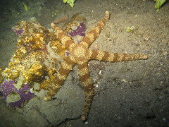 Nardoa tuberculata