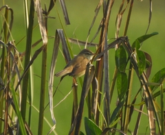 Acrocephalus agricola