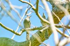 Campylorhynchus nuchalis