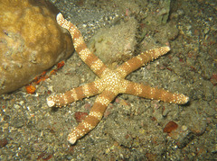 Nardoa tuberculata