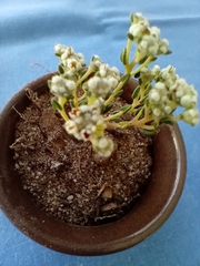 Phylica parviflora