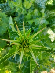 Silybum marianum