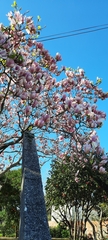 Magnolia × soulangeana